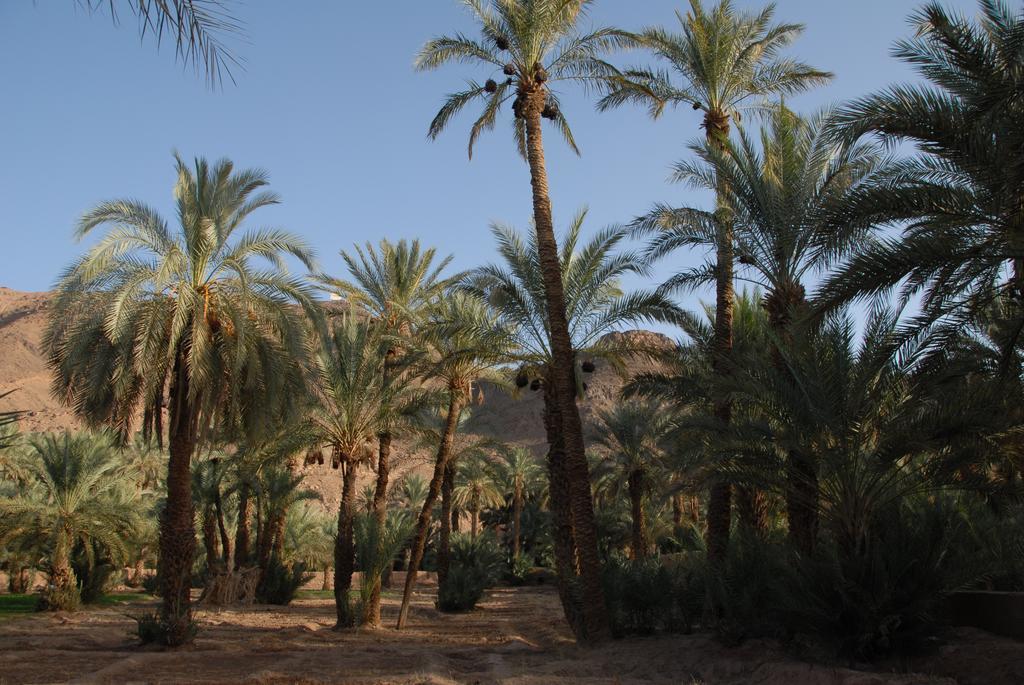 Villa Zagora Ma Villa Au Sahara Kültér fotó