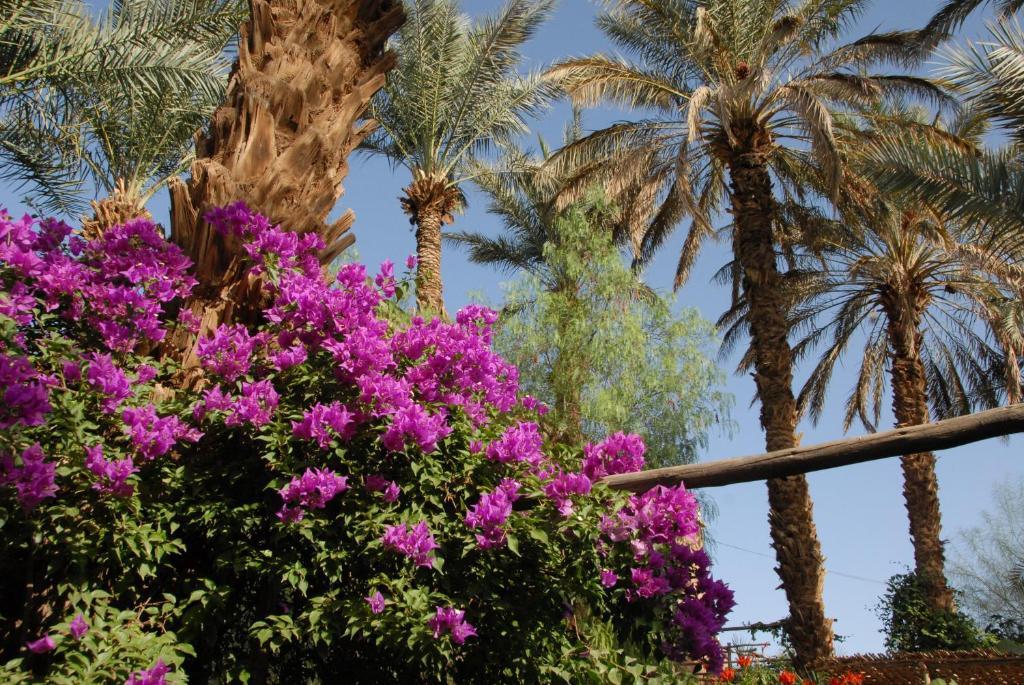 Villa Zagora Ma Villa Au Sahara Kültér fotó