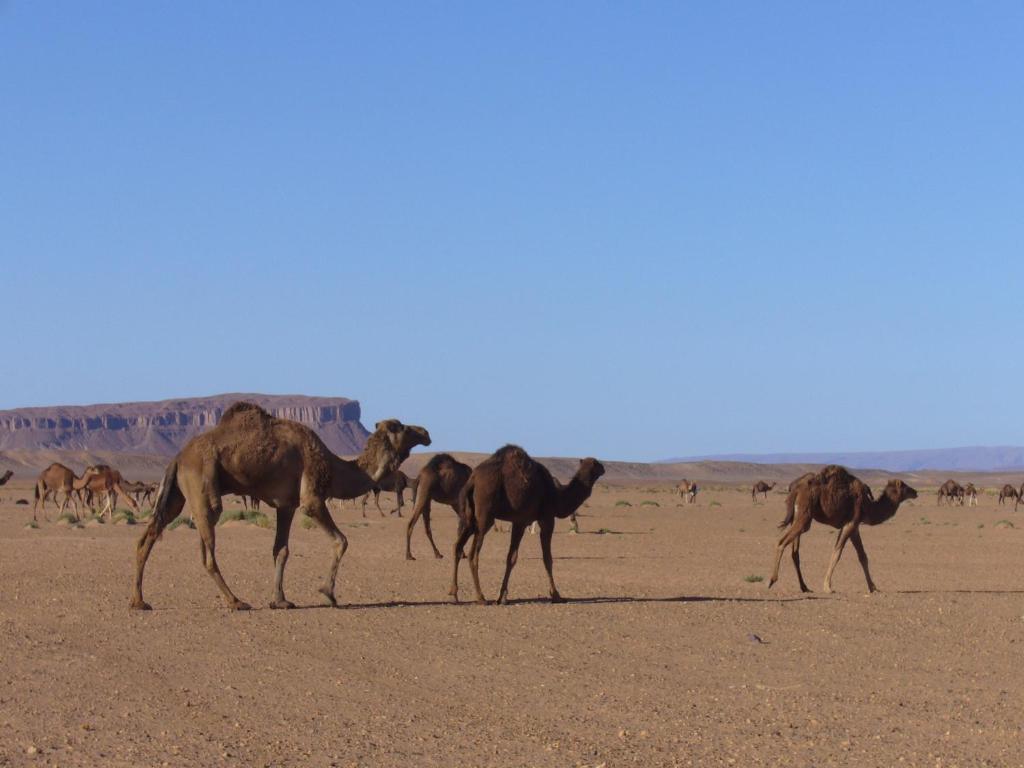 Villa Zagora Ma Villa Au Sahara Kültér fotó